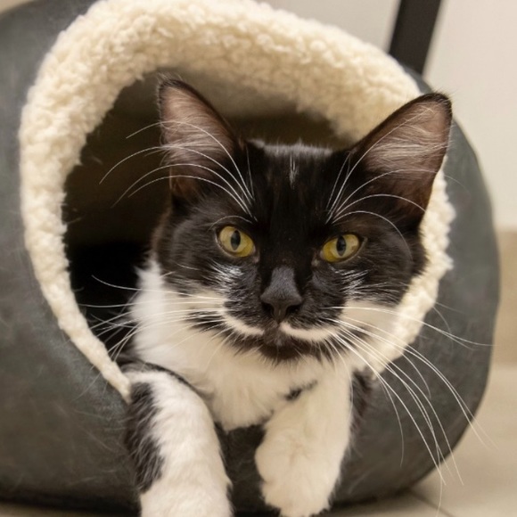 💗The Furry Freeloaders Stanley, Frazier, Greyson, Dottie and Fred! 💗 - Picture 5 of 6